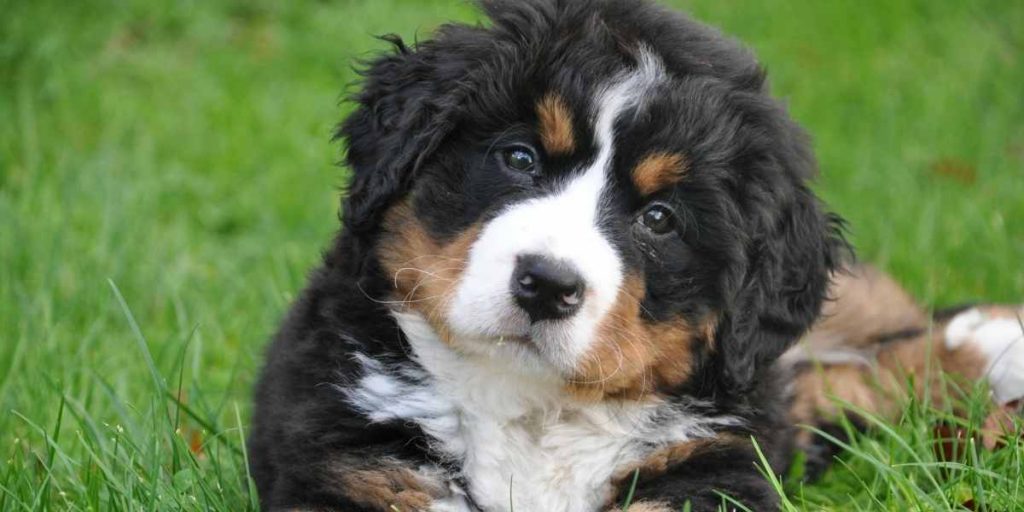 Precios de Banfield Pet Hospital (plan de bienestar, aseo, extracción de garras, ya sea más barato o más)