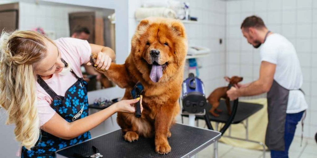 Precios de Banfield Pet Hospital (plan de bienestar, aseo, extracción de garras, ya sea más barato o más)