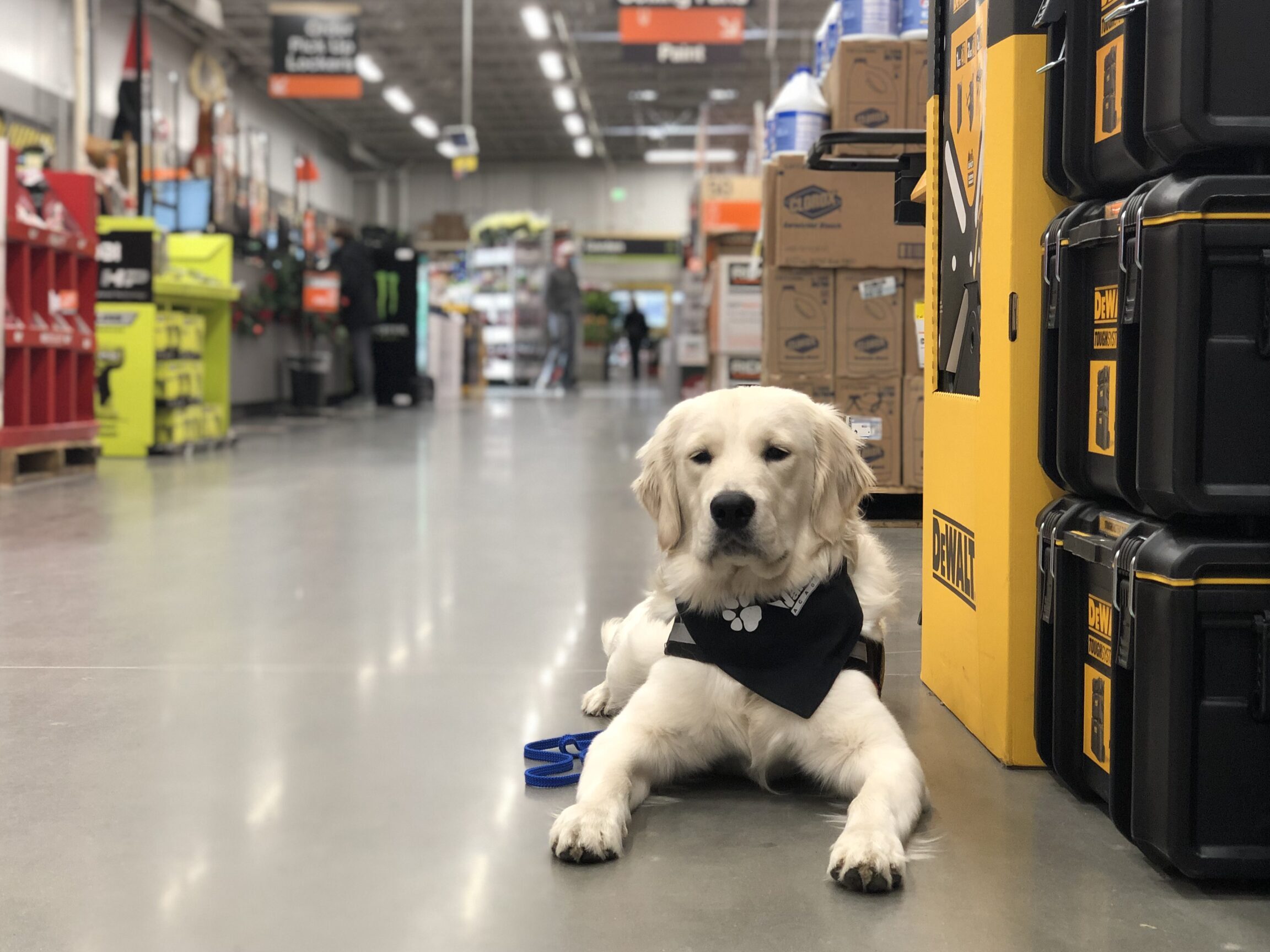 12 tiendas que admiten perros en Boise (probablemente no conozcas...