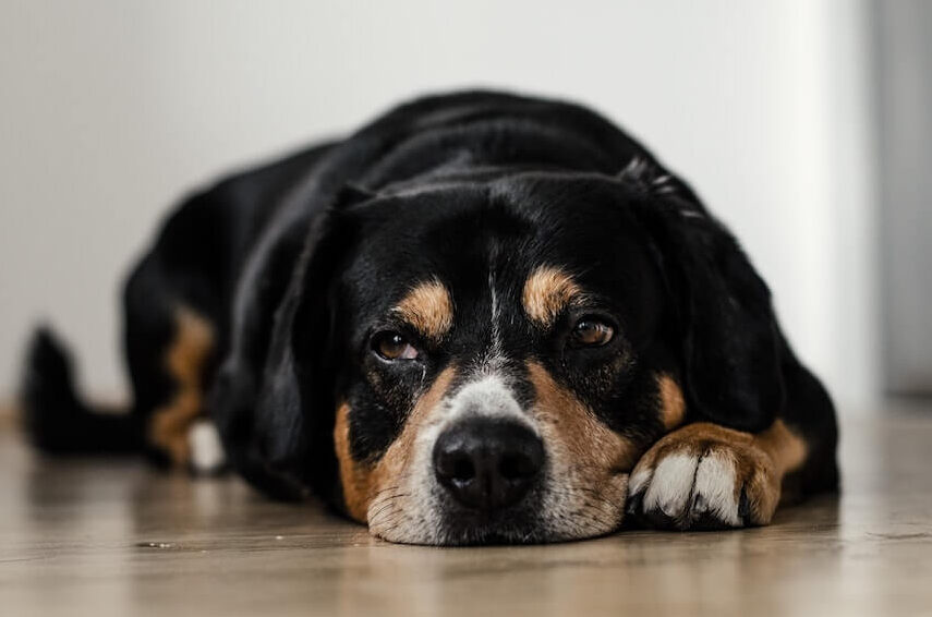 Spray medicado para puntos calientes y antipicazón Dog MX™ para perros - Pomelo