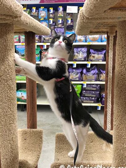 Visitando PetSmart, que admite gatos: Cats Going Places
