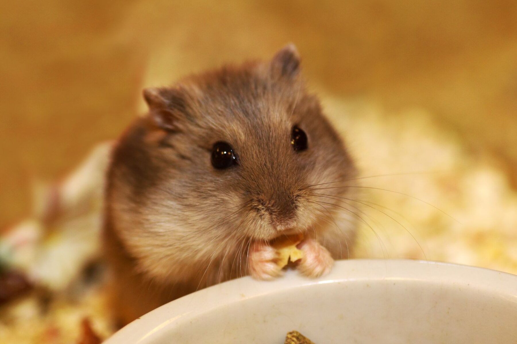 La demanda colectiva de PetSmart afirma que las casas de los hámsteres son defectuosas