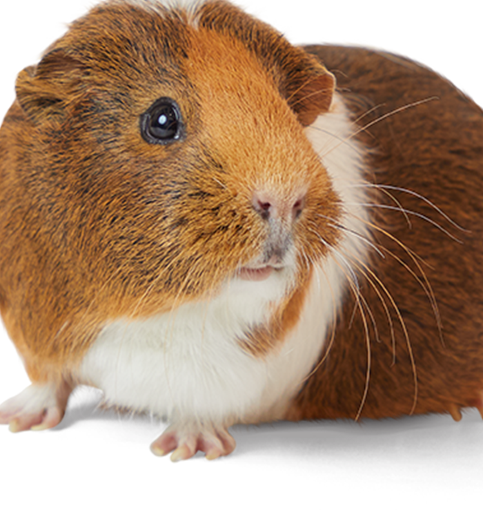 Suministros para animales pequeños: productos y accesorios |