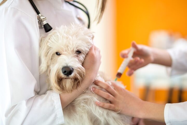 ¿PetSmart realiza vacunaciones? (Tipos, precios y más) ¿PetSmart comercializa vacunas?