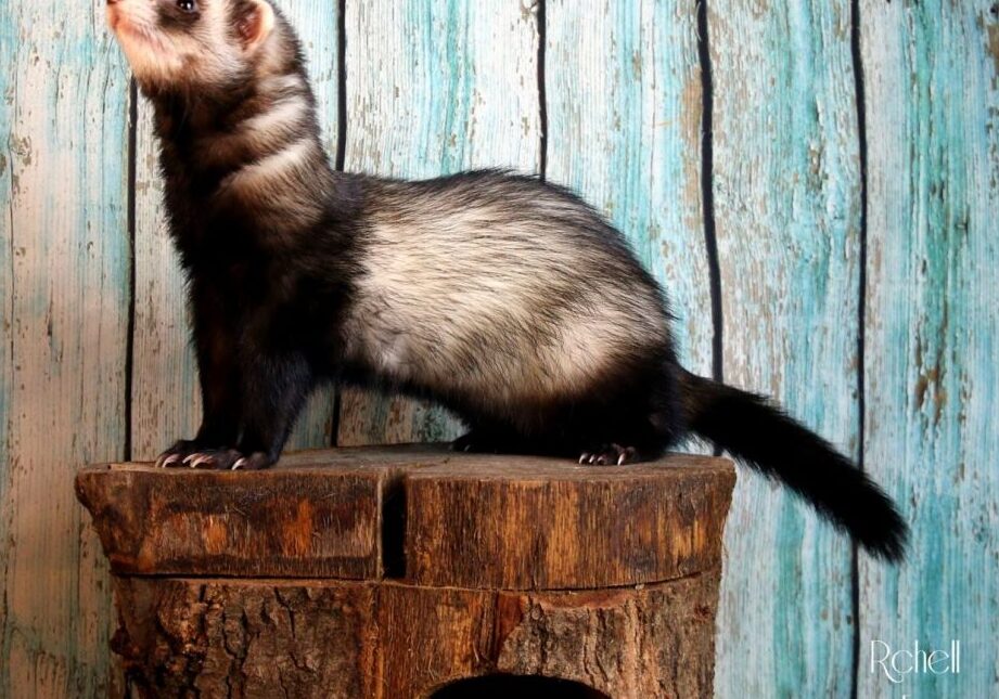 Hurón en venta - Dónde comprar hurones – El hurón moderno