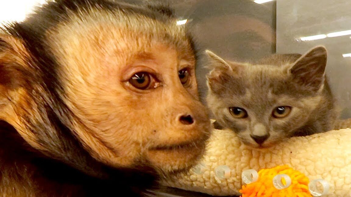 ¡Tiendas Capuchin MonkeyBoo en PetSmart!