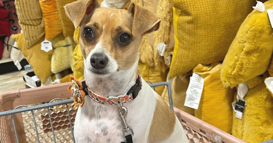 La lista gigante de sus tiendas favoritas para perros por categoría