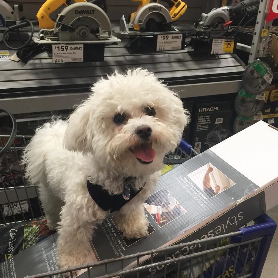 Oferta para perros Ulta |